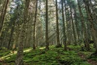 Un pinar de pino silvestre con una elevada densidad de individuos adultos y regenerados